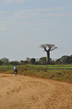 12Baobab_02.jpg