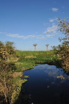 12Baobab_07.jpg