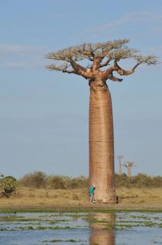 12Baobab_11.jpg