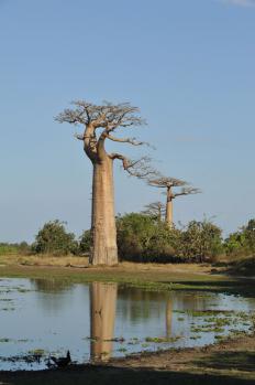 12Baobab_12.jpg