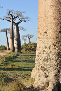 12Baobab_13.jpg