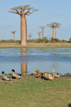 12Baobab_14.jpg