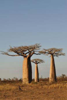 12Baobab_19.jpg