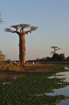12Baobab_24.jpg