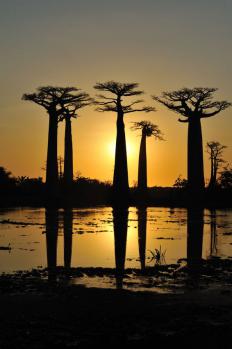 12Baobab_27.jpg