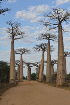 12Baobab_29.jpg