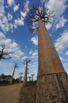 12Baobab_30.jpg