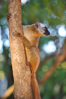 12Brown_Lemur_01.jpg