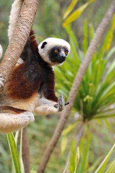 12Lemur_Park_01.jpg