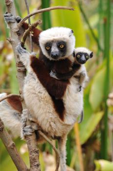 12Lemur_Park_02.jpg