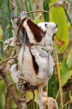 12Lemur_Park_03.jpg