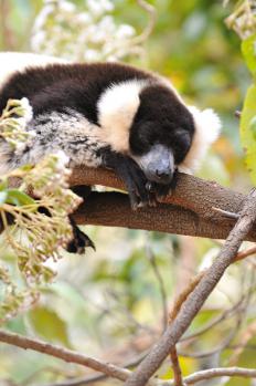 12Lemur_Park_04.jpg