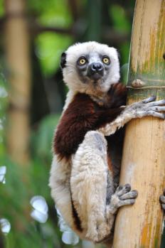 12Lemur_Park_06.jpg