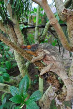 12Madagascar_Exiotic_02.jpg