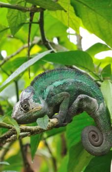 12Madagascar_Exiotic_04.jpg