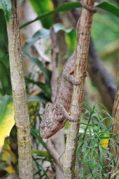 12Madagascar_Exiotic_06.jpg
