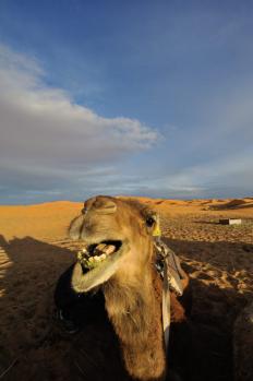 12Merzouga_03.jpg