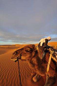12Merzouga_06.jpg