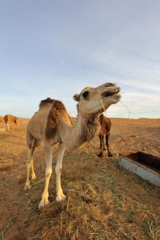 12Merzouga_16.jpg