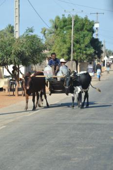 12Morondava_01.jpg