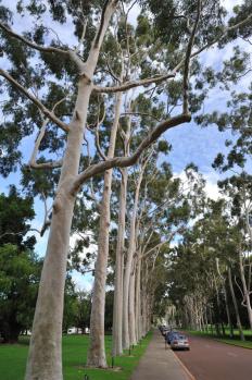 12Perth_04.jpg