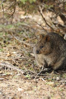 12Rottnest_09.jpg