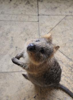 12Rottnest_18.jpg