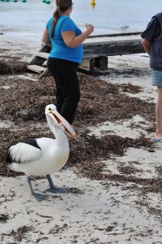 12Rottnest_21.jpg