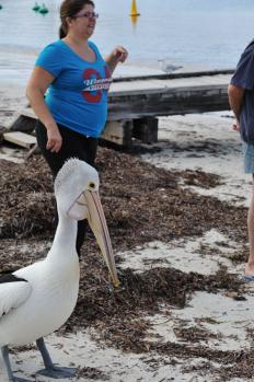 12Rottnest_22.jpg