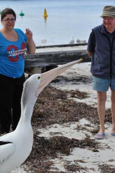 12Rottnest_23.jpg