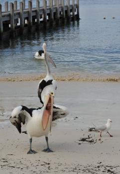 12Rottnest_24.jpg