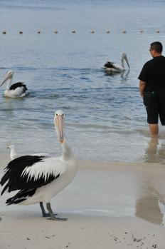 12Rottnest_26.jpg