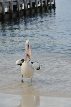 12Rottnest_27.jpg