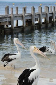 12Rottnest_29.jpg
