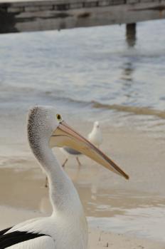 12Rottnest_30.jpg