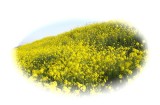 菜の花