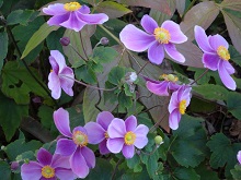 DSC03928.jpg