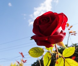 DSC04380.jpg
