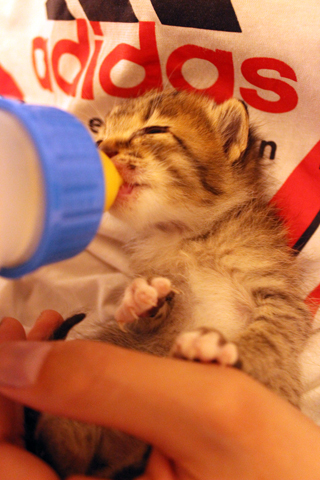 子猫とタケル1