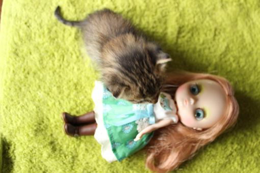 子猫昼寝前2