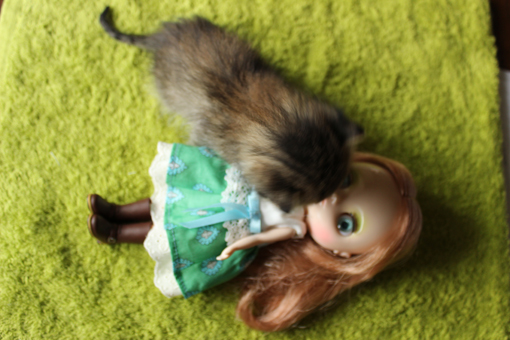 子猫昼寝前3