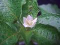 20120625ほおずきの花