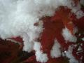 20121210初雪 もみじ