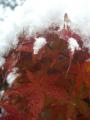 20121210初雪 紅葉