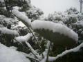 20121210初雪 庭木