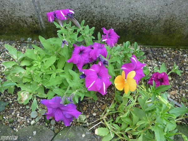120728-4.jpg