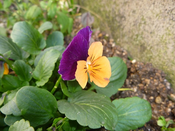P1020455.jpg