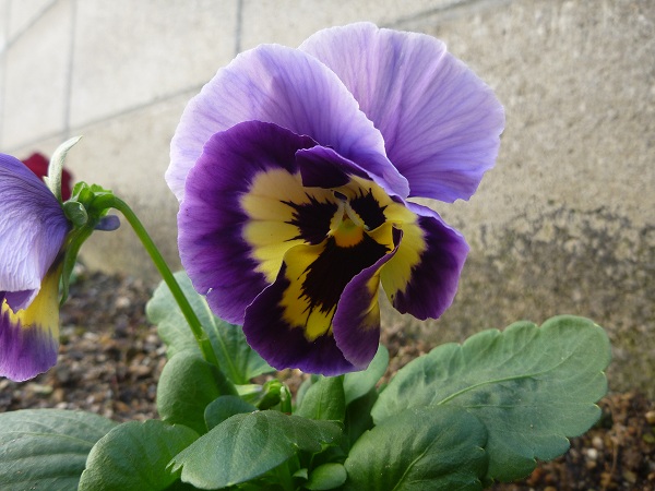 P1020462.jpg