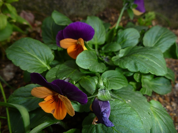 P1020471.jpg