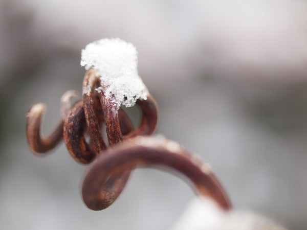 雪の朝(ブドウの蔓)